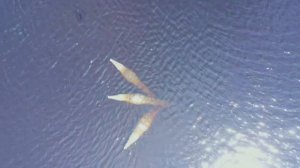 PLAYA AZUL. MICHOACAN. MEXICO. TORTUGAS. COCODRILOS. Мексика. Тихий океан. MAVIC 2 pro.mp4