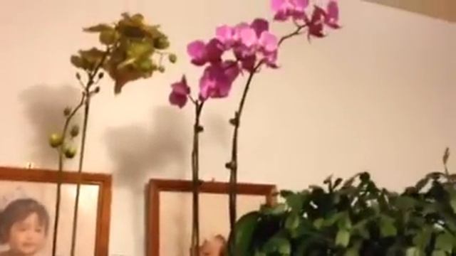 2014-12-13 - My sister's Phalaenopsis orchid! смотреть онлайн
