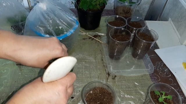 Как укоренить петунию