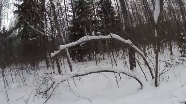 охота с русскими гнчими.13 01 2023год смотреть онлайн