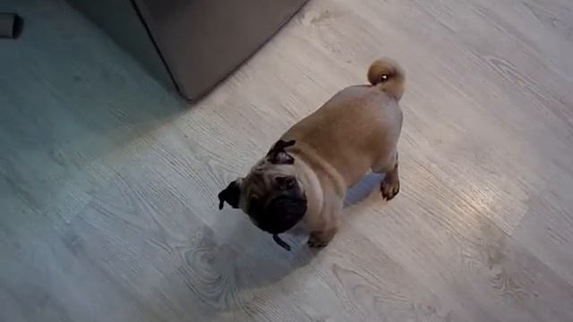 Веселый мопс !!!!!! смотреть онлайн