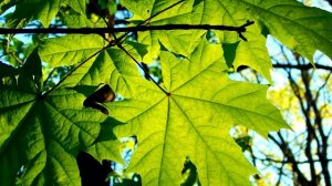 Футаж. Лето 5