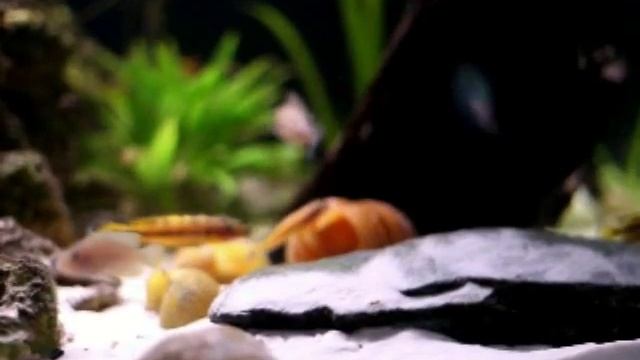 Julidochromis regani "Kipili" F1 смотреть онлайн