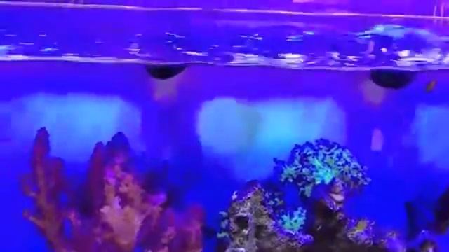 Innovative Marine Skimmate Protein Skimmer смотреть онлайн