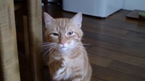 Кот чихает много раз (Sneezing cat)