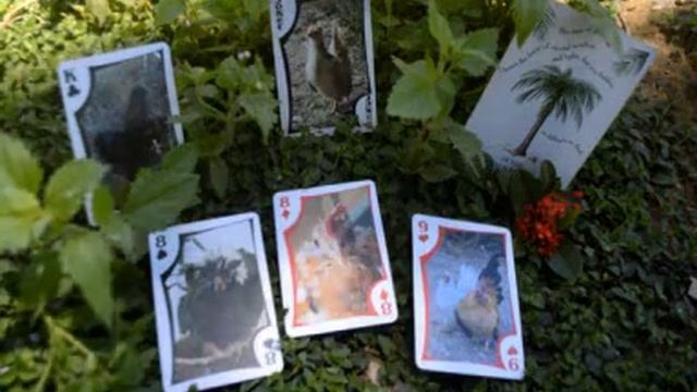 August 2016 Oracle Reading "An Oasis Awaits!" смотреть онлайн