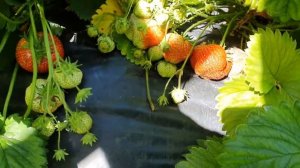 Клубника Чамора Туруси. Размер имеет значение.