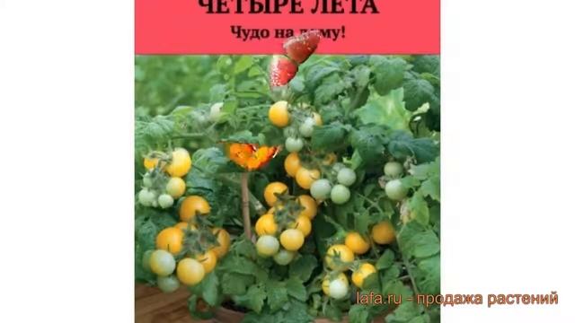 Томат обыкновенный Желтая шапочка ? обзор: как сажать, семена томата Желтая шапочка смотреть онлайн