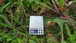 персик Экстрим 6 и Шугар Тайм , нектарин Ребус 028