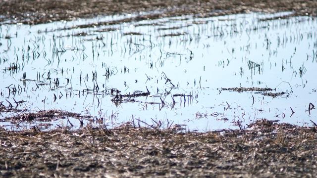 Yashica 135mm F2.8 ML - Contax Yashica - Vintage Lens Review And Test