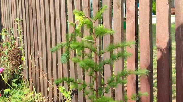 Формирование лиственницы. Плакучая форма! смотреть онлайн