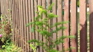 Формирование лиственницы. Плакучая форма!