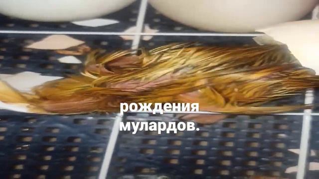 Эксперимент продолжается.Индоутак и пекинки.Ролик выйдет завтра. смотреть онлайн