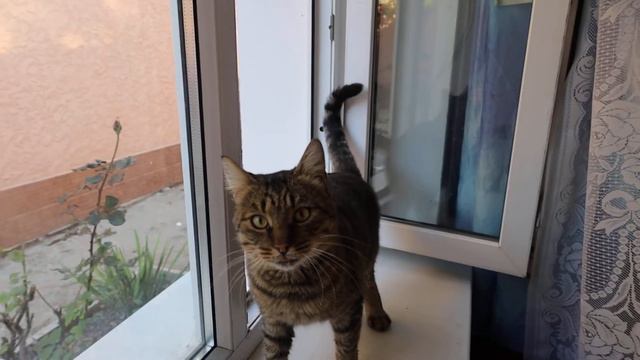 КОТ СМЕШНО ПРОСИТ ЕСТЬ!!! смотреть онлайн