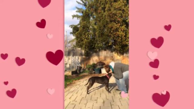 ADOPT CARLY AT FRIENDS OF LINDEN ANIMAL SHELTER смотреть онлайн