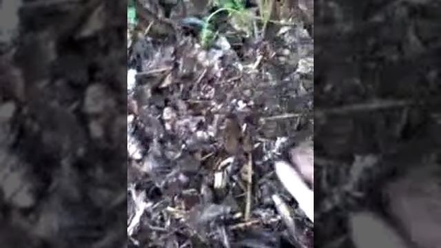 Папоротник зацвёл смотреть онлайн