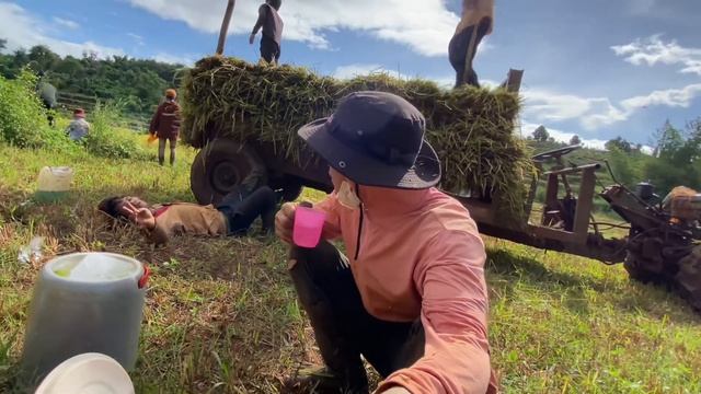 Ngày Cắt LÚA Bắt CHUỘT Đồng - Sắn BẮT Mùa Thu HOẠCH Lúa || Catching Field Mice in Rice || Y PEP 81 смотреть онлайн