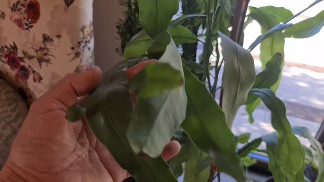 Hava Açtı, Çiçeklerimi De Açtım Rizom Nedir, Bahçemde Göstererek Anlattım