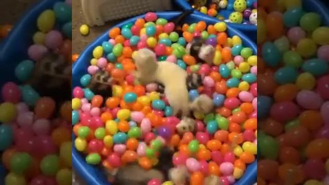 Ferret ball pool смотреть онлайн