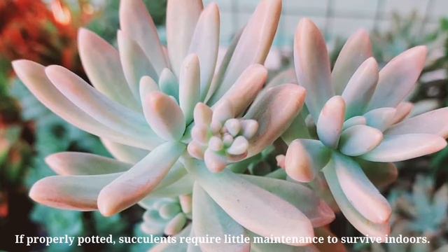 I WISH I CAN HAVE THIS SAME SUCCULENTS. смотреть онлайн