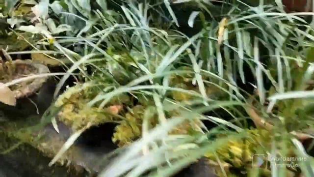 Orchid চাওঁ আহক। Different types of orchids| #flowers #orchid #nationalpark смотреть онлайн