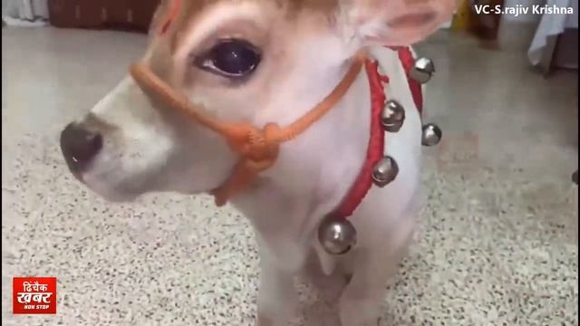 Cute baby punganur cow who gives 4-5 liters of high fat milk per day смотреть онлайн