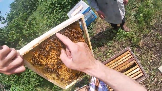 Начинающий пчеловод в 82 года!!! смотреть онлайн