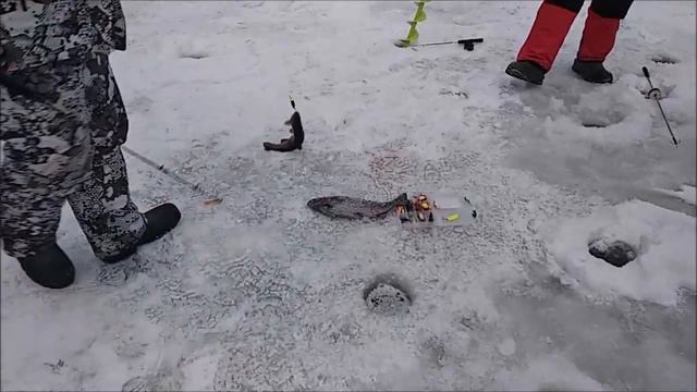 Бесплатная путевка для юного рыбака. Поимки форели на запуске и в полях. Клевое место. смотреть онлайн