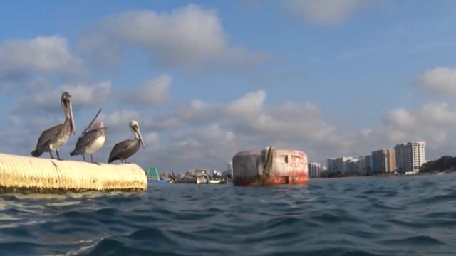Салинас, Эквадор - Salinas Ecuador. Мощный зевок пеликана! смотреть онлайн