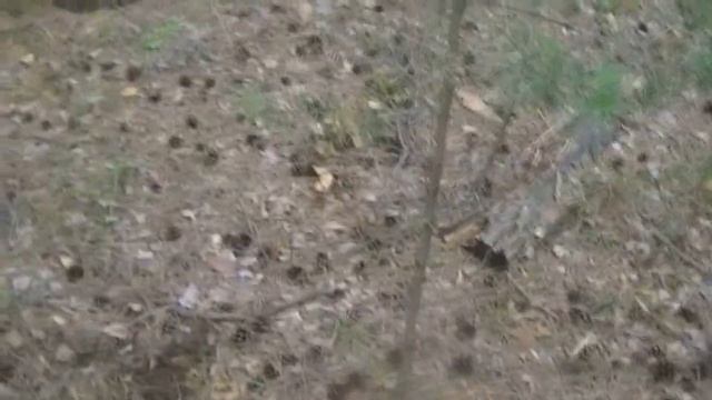 Тест катушки Detech 10x12 SEF DD