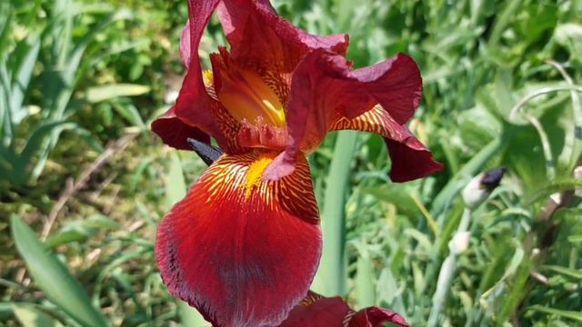 Обзор цветущих растений в моей коллекции 21.05.2023г ❤️🥰🪴 #14 смотреть онлайн