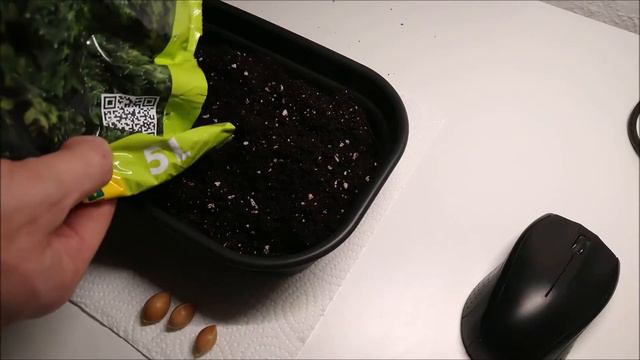 Wie man aus einem Ginko (Ginkgo biloba) Kern einen Baum züchtet смотреть онлайн