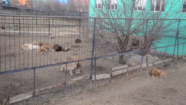 Появился главный конкурент вожака ! смотреть онлайн