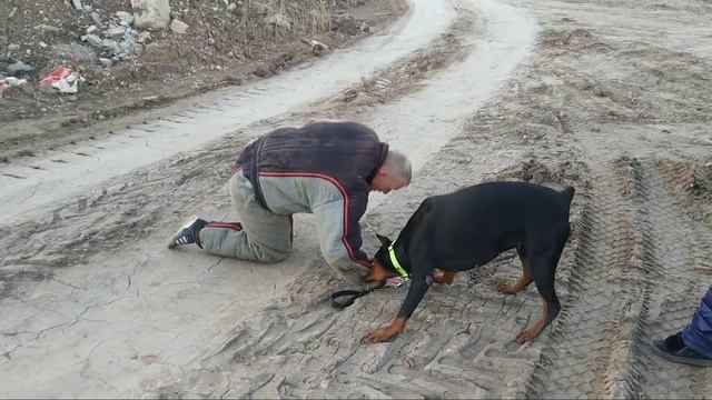 Неожиданное нападение. Реакция собаки. Доберман, защита хозяина. Doberman defends the owner смотреть онлайн