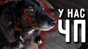 Перс покрылся красными пятнами. Джина вся в крови, кто ее покусал? Концерт от Нукера в конце