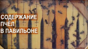 Содержание пчёл в кассетных павильонах. Пасека Берендей.