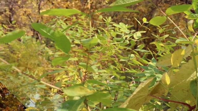 Съёмка 4K Видео на Зеркальный фотоаппарат Canon 250D.