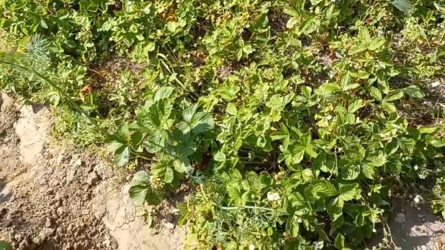 Огород в жару смотреть онлайн