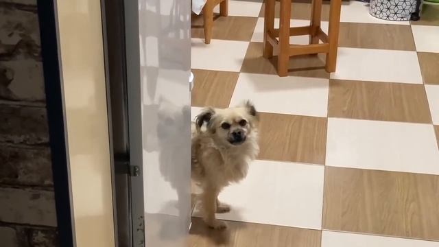 Поющая и танцующая Буся, тибетский спаниель! смотреть онлайн