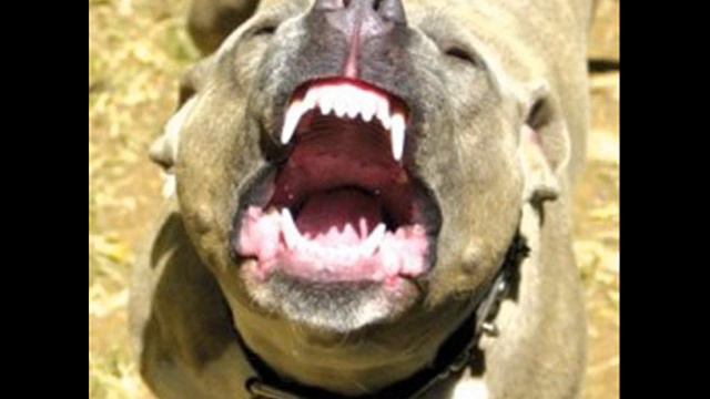 pitbull vs kangal смотреть онлайн