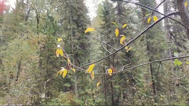 Горные реки Алтая.mp4 смотреть онлайн
