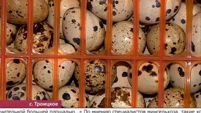 В анивском КФХ «Остров» введен в эксплуатацию новый инкубационный цех смотреть онлайн