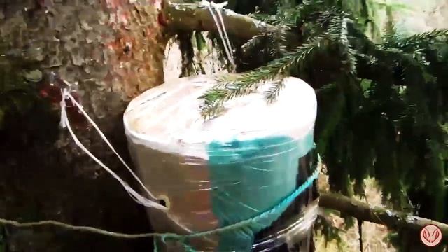 Когда развешивать ловушки для ловли диких роёв пчёл. Как пчёлы ищут новое место для своего гнезда смотреть онлайн