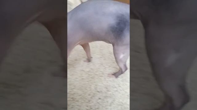 Лысый кот порода свинкс смотреть онлайн