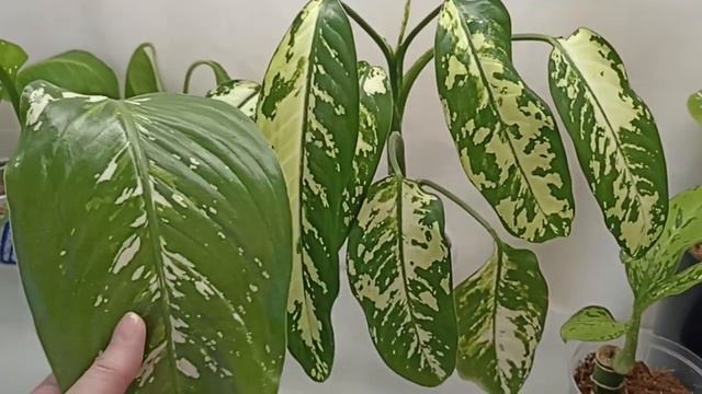 17 сортов диффенбахии смотреть онлайн