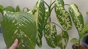 17 сортов диффенбахии