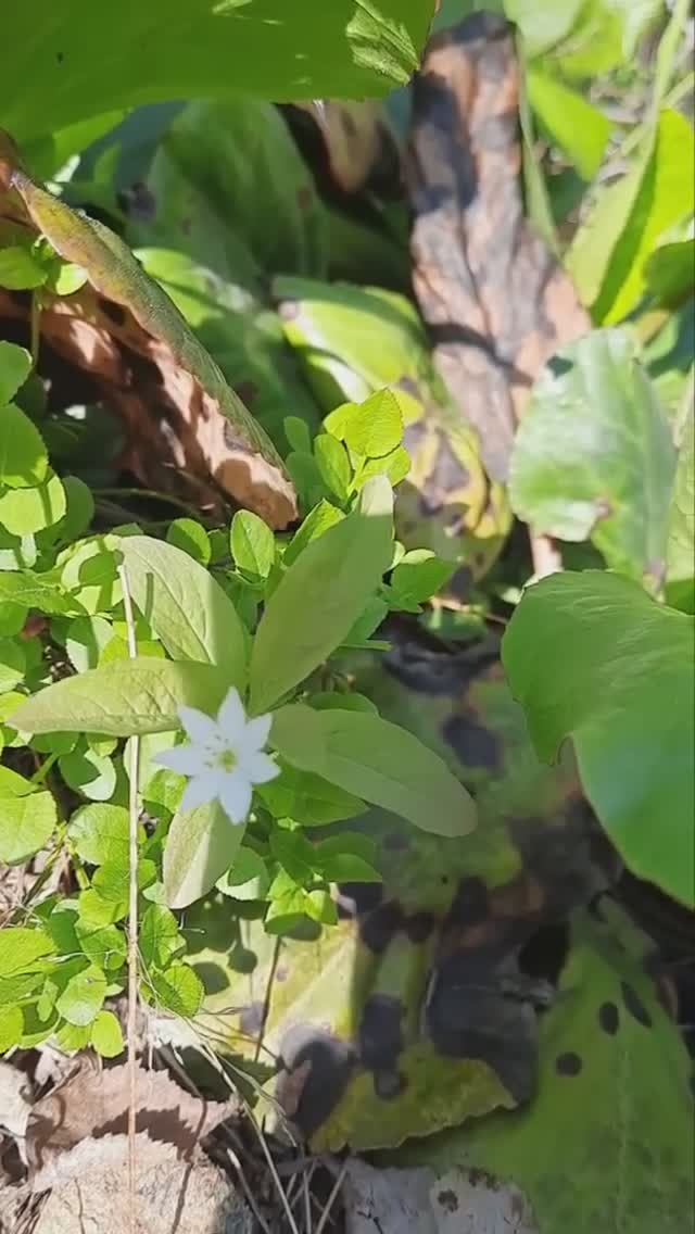 Байкальский заповедник и Осиновский водопад смотреть онлайн