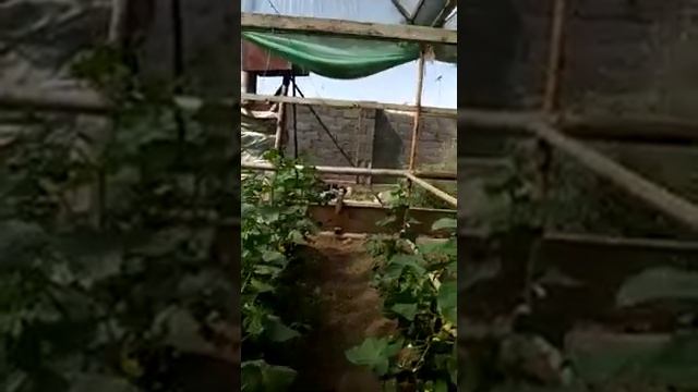 Gavrish огурец F1 Атаман .ЮКО