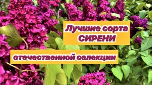 Ароматные и яркие сорта сирени отечественной селекции
