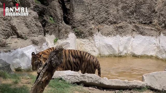 Bengal Tiger Taking Bath | Bengal Tiger | Wild Animals смотреть онлайн